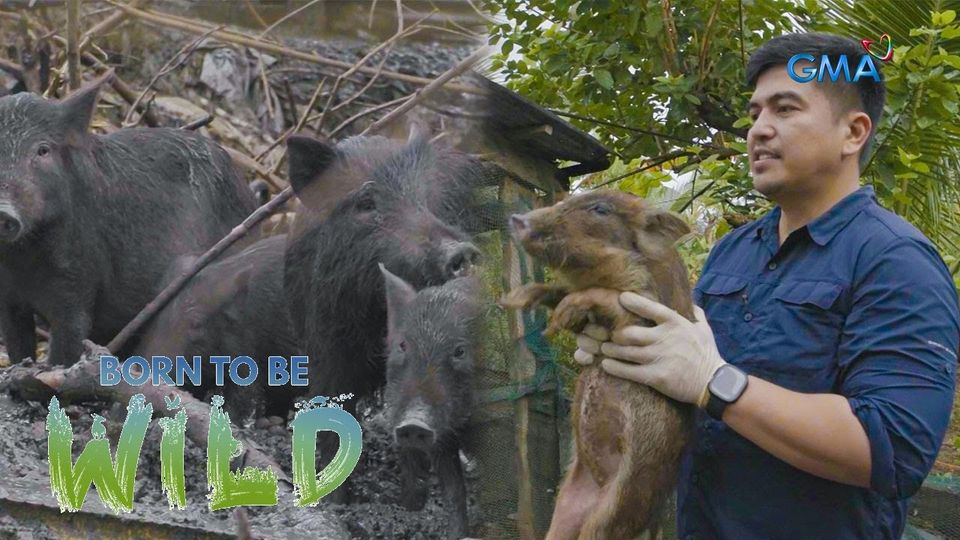 Born To Be Wild August 11, 2024 poster image on Teleserye.su